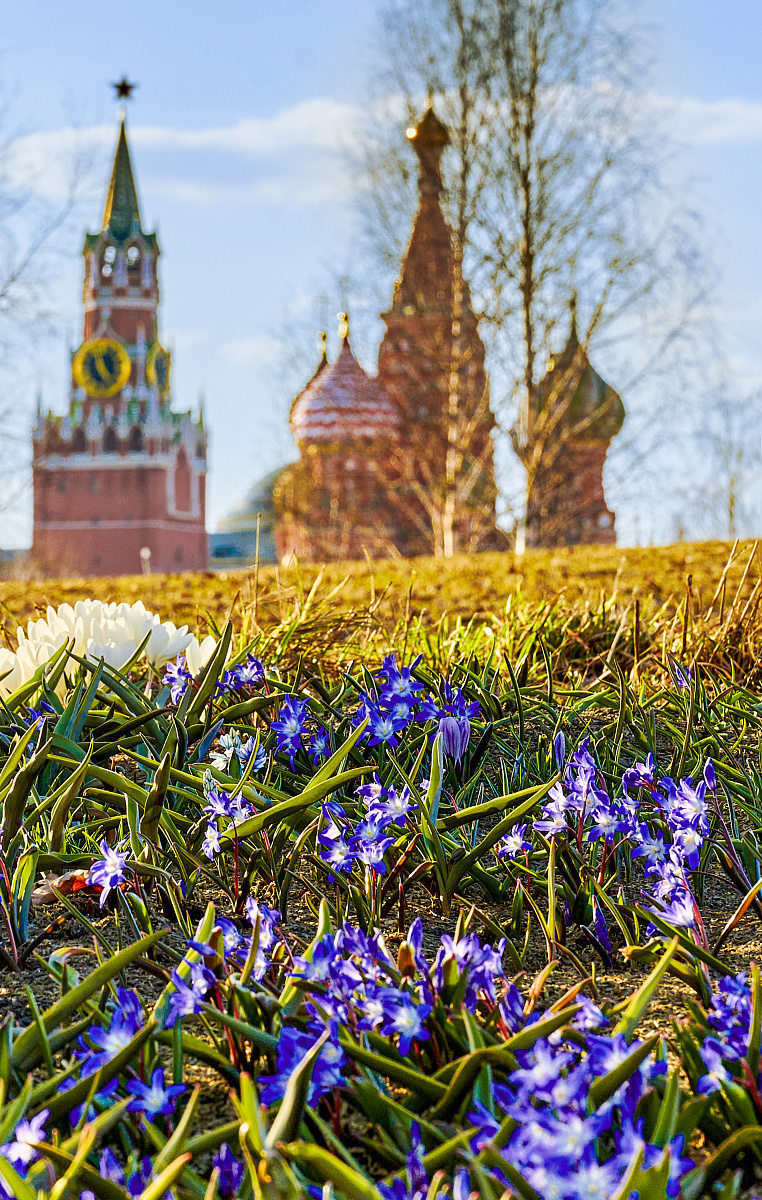 Первоцветы в парках Москвы 