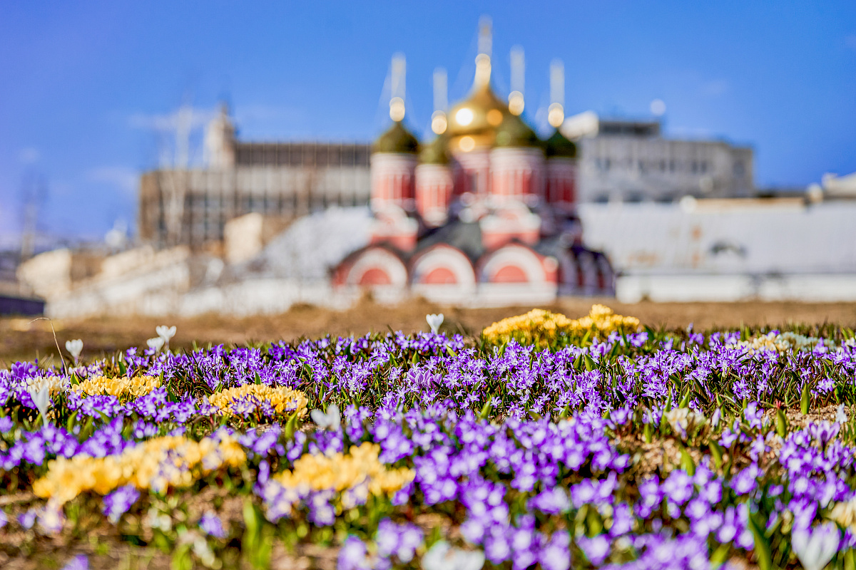 Первоцветы в парках Москвы 