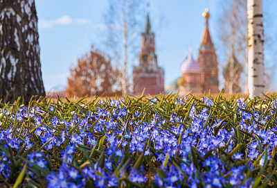 Первоцветы в парках Москвы 