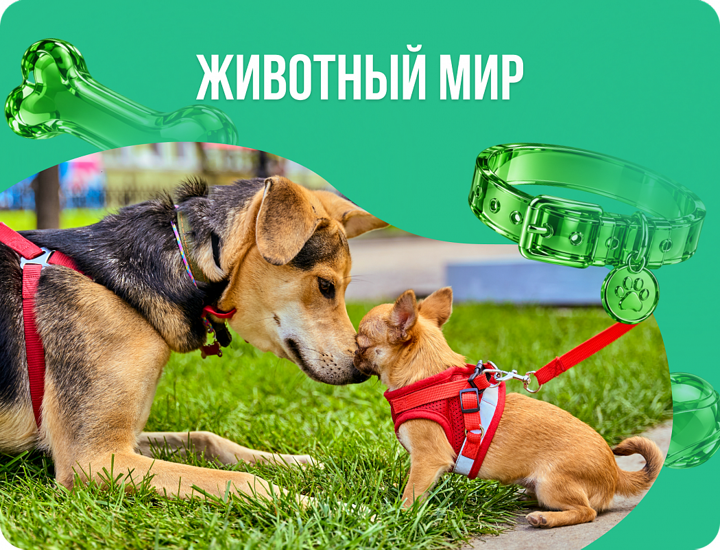 Животный мир