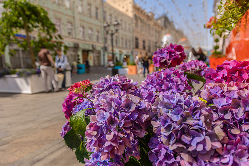 «Сады и цветы» на улице Рождественка