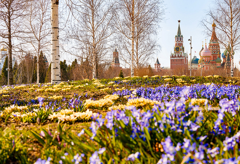 Первоцветы в парках Москвы 