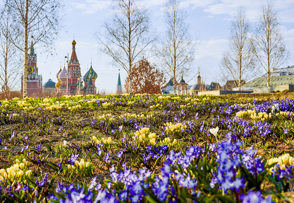 Первоцветы в парках Москвы 
