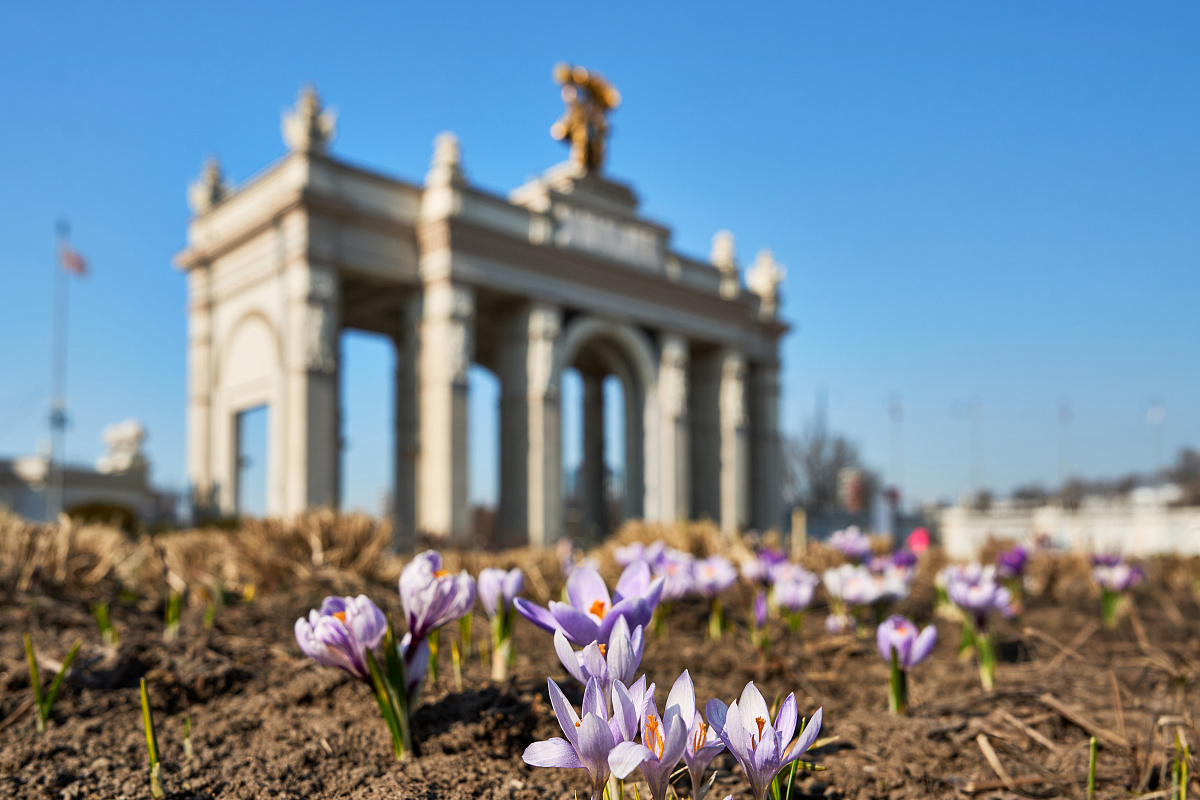 Первоцветы в парках Москвы 