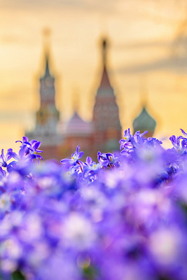 Первоцветы в парках Москвы 