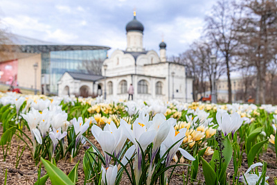 Первоцветы в парках Москвы 