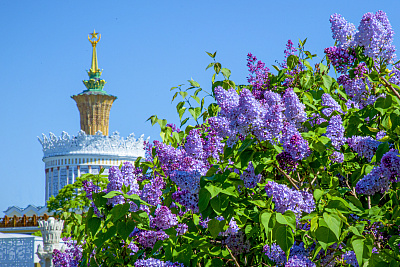 Москва в цветах